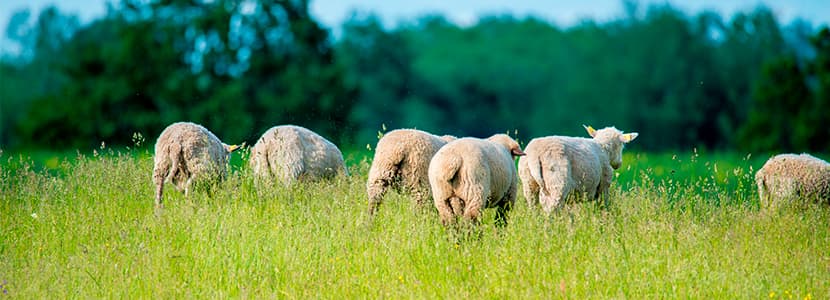 Presencia del virus de la Lengua Azul en Ciudad Real