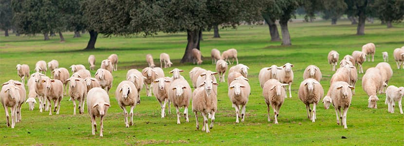 Producción de leche de oveja ecológica se cuadriplica en 3 años