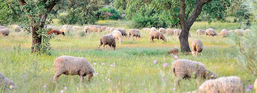 Ayudas para mejorar la bioseguridad en granjas de ovino y caprino en Extremadura