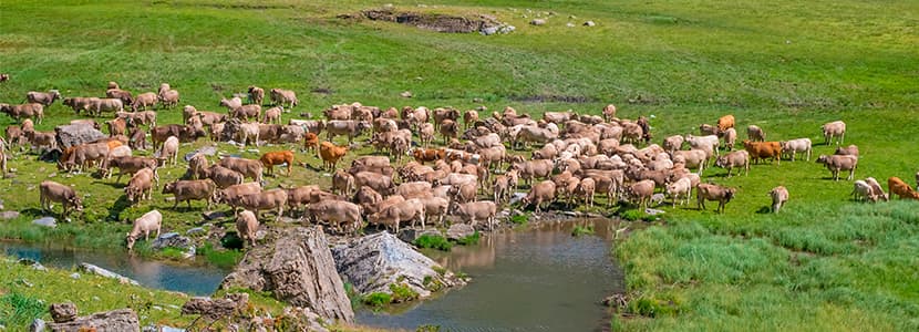 El sector de la Carne de Vacuno, comprometido con la sostenibilidad