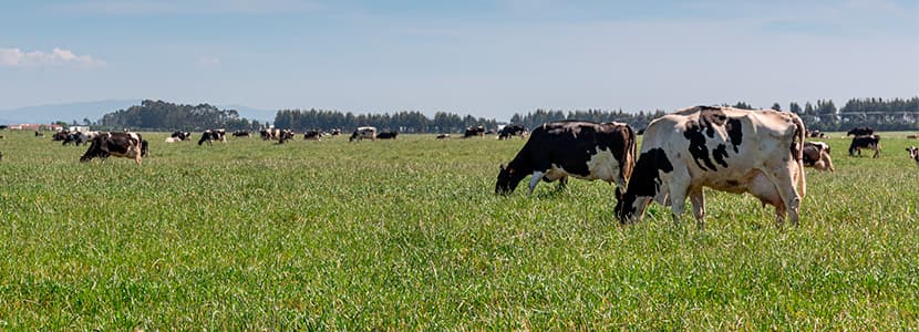 El sector lácteo andaluz "con la leche al cuello"