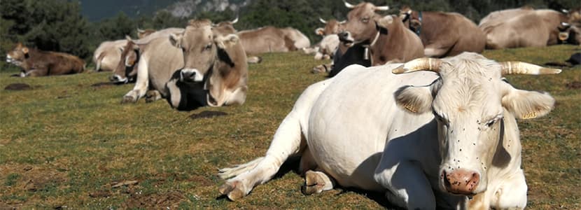 Los riesgos de la tuberculosis bovina se perciben de manera diferente en las granjas