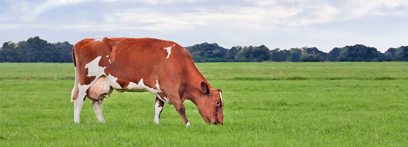 Semen sexado producido por Xenética Fontao en España