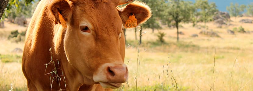 “Promovemos las normas de bienestar más exigentes del planeta en el vacuno de carne”