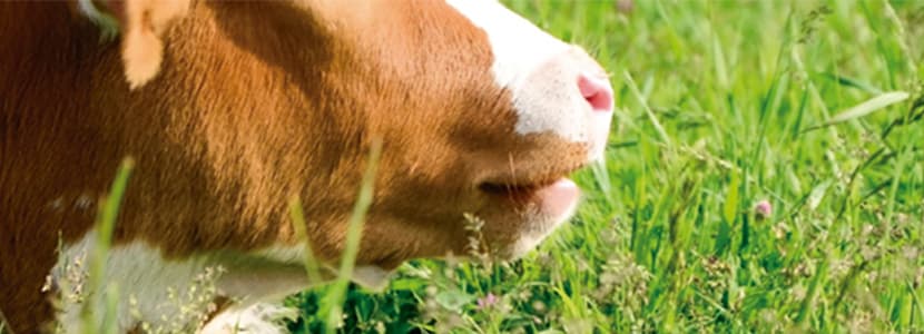 Criptosporidiosis neonatal bovina: consecuencias y terapéutica (II)