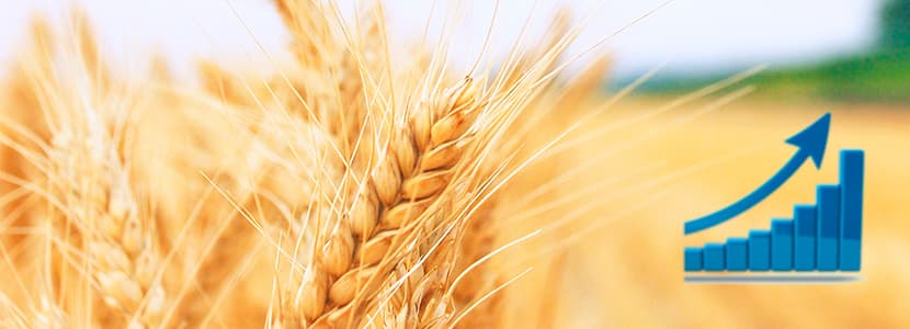 Qué esperar del mercado de materias primas para alimentación animal en septiembre