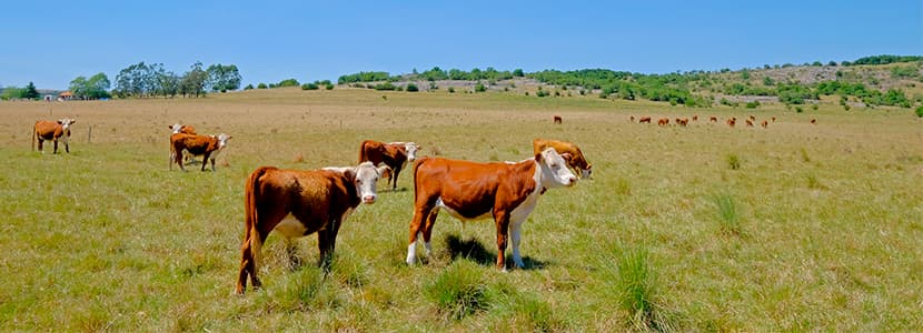 Uruguay exporta carne y ganado hacia China