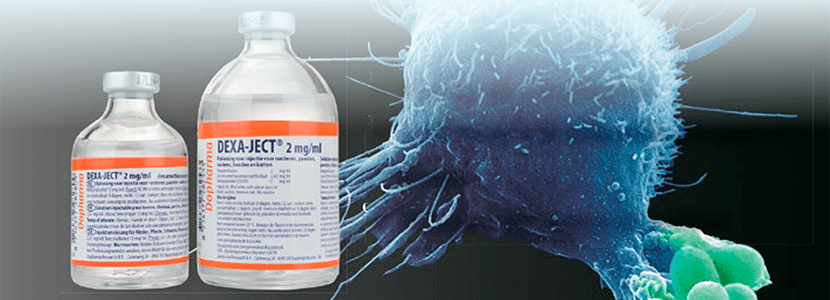 Hablamos sobre Dexa-ject® 2mg/ml - Solución inyectable para bovino