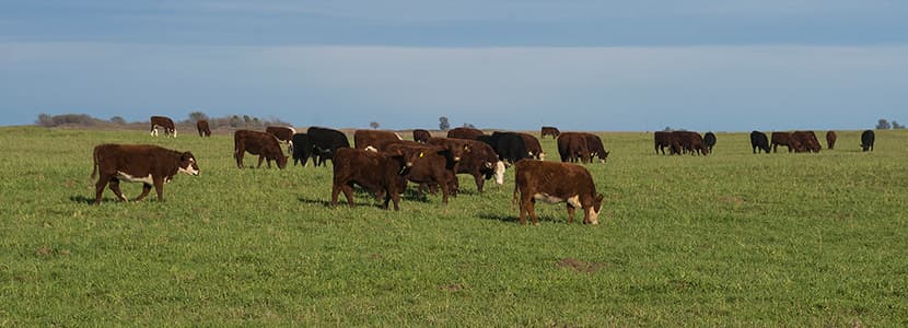 Argentina extiende las limitaciones a la exportación de carne vacuna dos meses más