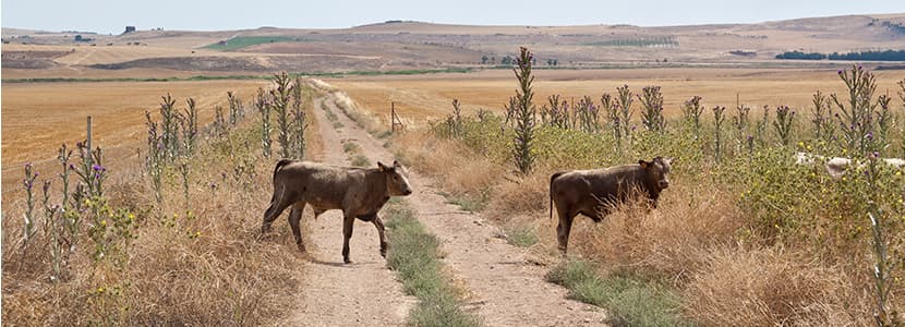 Focos de carbunco en ganaderías de Ciudad Real y Extremadura