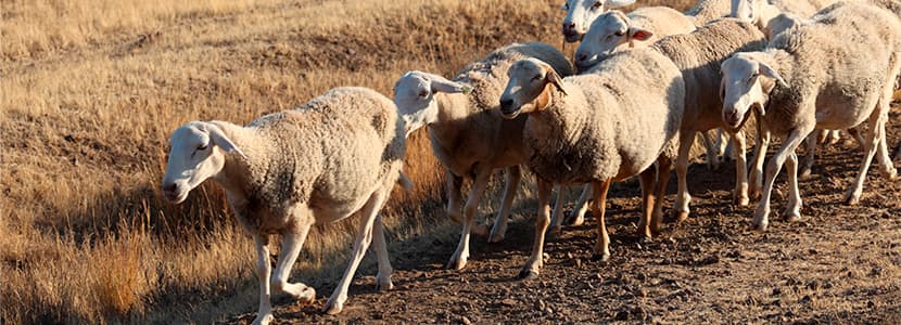 Circulación de la Lengua Azul en rebaños ovinos y caprinos en Huelva