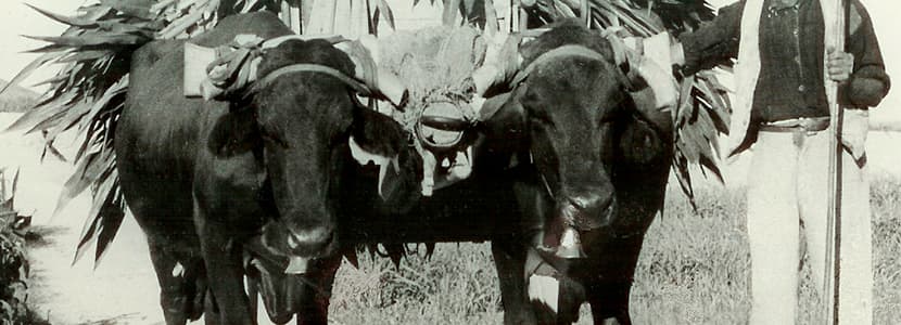 La vaca Murciano-Levantina
