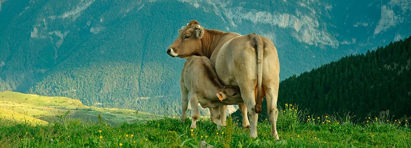 ‘De la granja a la mesa”: El sector del Vacuno de Carne refuerza sus compromisos