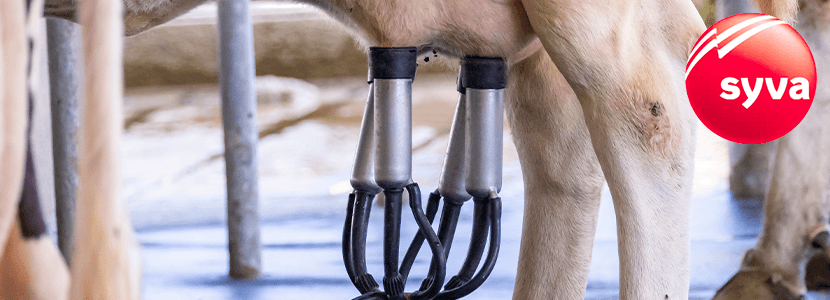 Laboratorios Syva te invita al programa de WebSeminars: Calidad de leche en bovino