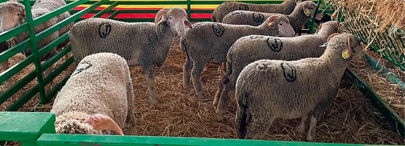 Subasta oficial de Raza Merino en Zafra consigue un récord