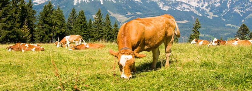 Repercusiones de la restricción alimentaria durante el primer tercio de gestación