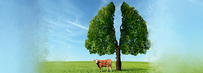 Síndrome Respiratorio Bovino - Enfermedad con un importante impacto económico y sanitario
