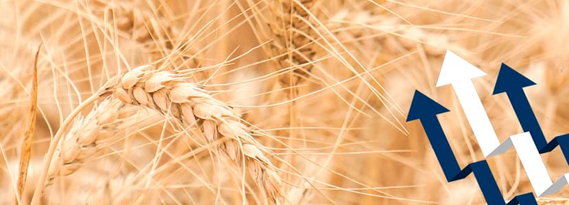 Previsión materias primas alimentación animal diciembre - Difícil un cambio de tendencia