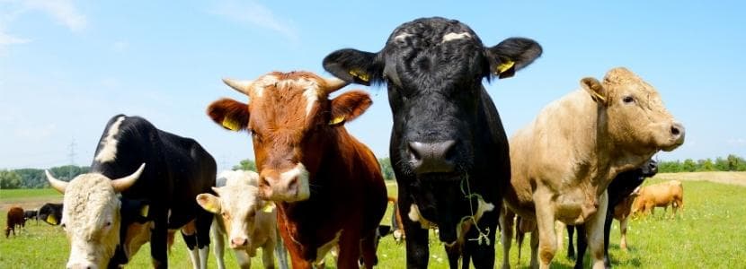 Situación actual producción y comercialización de carne