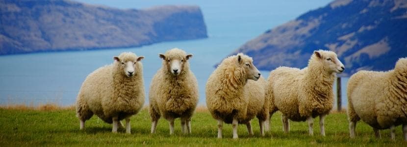 Mejorar los alimentos de origen animal con cambios en sus dietas