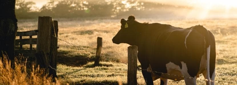 Política Agraria Común presenta nuevo plan estratégico de 6 años