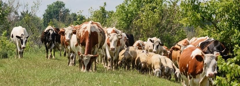 El sector lácteo reclama contundencia contra los abusos de industria y distribución