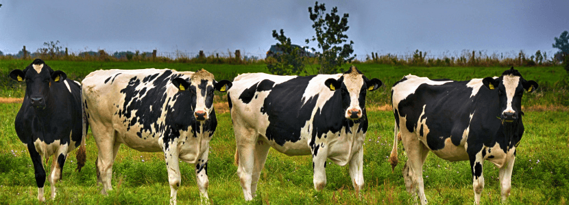 La duplicación del gen de Vitamina D se relaciona con mastitis