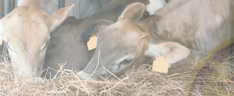Coccidiosis en vacuno - Un enemigo para la salud y la ganancia de peso