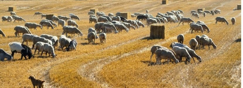 El Ternasco de Aragón mantiene su producción en 2021 con 572 ganaderías y 315.196 ovejas