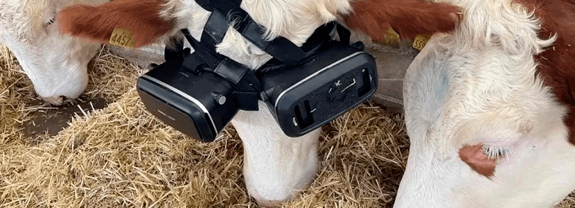 Gafas de realidad virtual para mejorar la producción de leche de las vacas