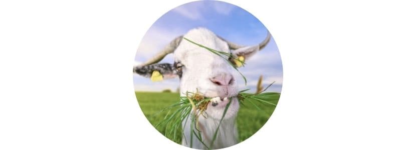 La ganadería malagueña usa las cabras para el despoblamiento rural