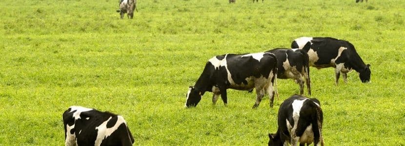 100 vacas andan sueltas en Bayárcal y causan daños a 40 vecinos