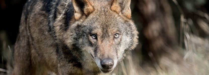 Una manada de lobos siembra el caos cerca de Burgos y devora 14 ovejas
