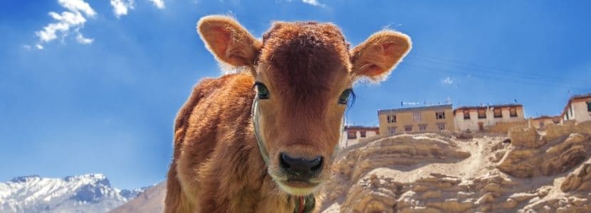 La cantidad de ingesta durante el destete puede definir el carácter de los terneros
