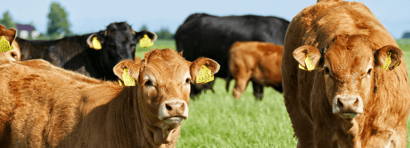 Reducir garrapatas que se alimentan del ganado bovino