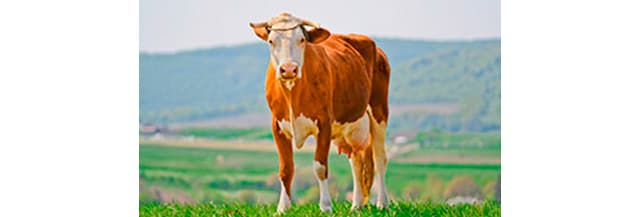 Importancia del manejo en la salud podal
