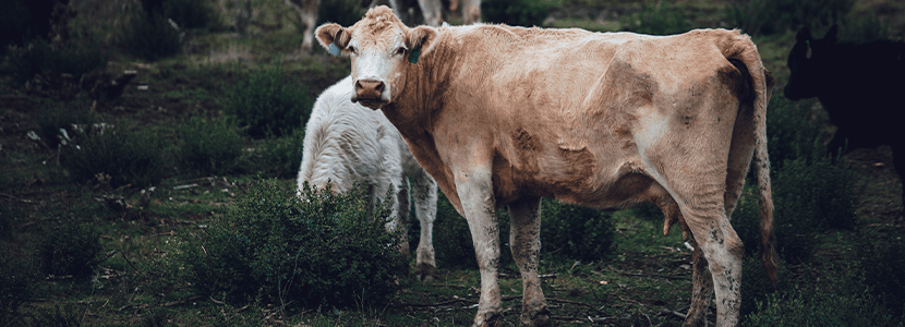 Colaboración de empresas familiares MAYMÓ-SYNTEX para desarrollar productos reproductivos