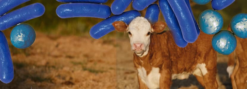 Aditivos alimentarios en cebo de terneros