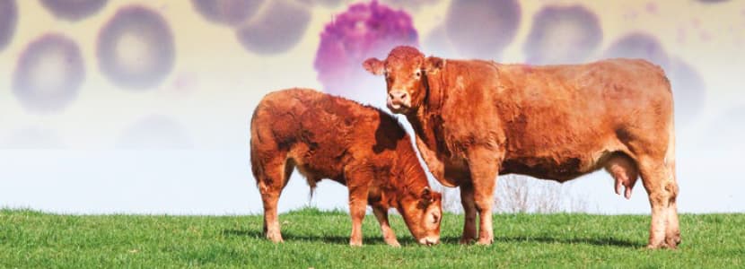 Control de la besnoitiosis bovina en un sistema de dehesa