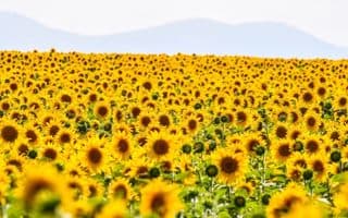 Impacto de la invasión rusa en Ucrania sobre la alimentación animal