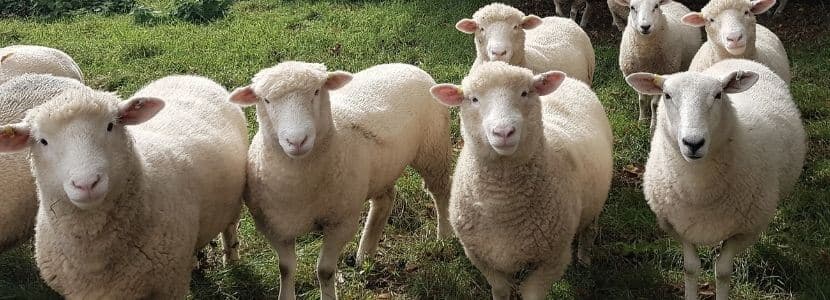 Se adoptan medidas urgentes de apoyo al sector agrario por causa de la sequía