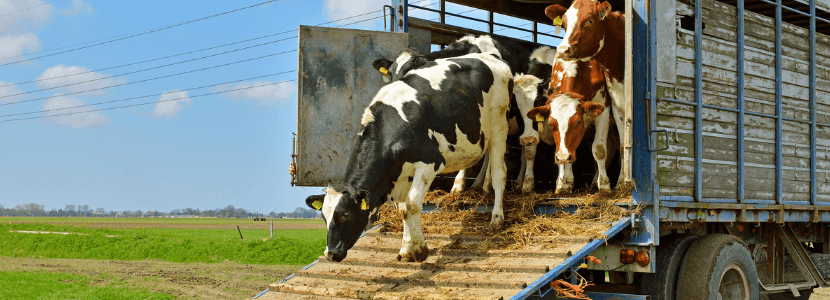 Se aprueban medidas para mejorar el transporte de animales vivos