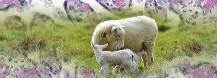 Interacciones placenta-patógeno en parásitos apicomplejos de rumiantes - Parte II