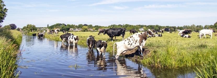 El consumo de agua en la ganadería bovina es menor que la media mundial