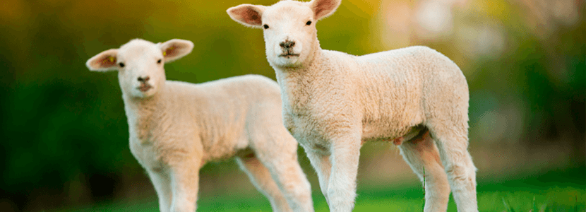 Decálogo de coccidiosis en vacuno y ovino - Preguntas y respuestas