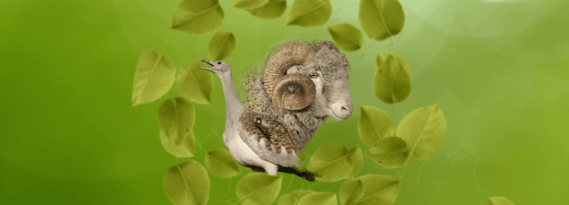El descenso de la ganadería ovina reduce la población de aves esteparias