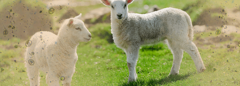 Coccidiosis en rumiantes domésticos: prevalencia, impacto económico y epidemiología
