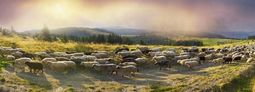 El Parque Natural del Montseny y la ganadería extensiva