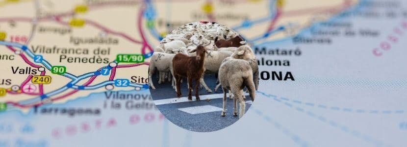 Vuelven a pastar ovejas y cabras en Barcelona