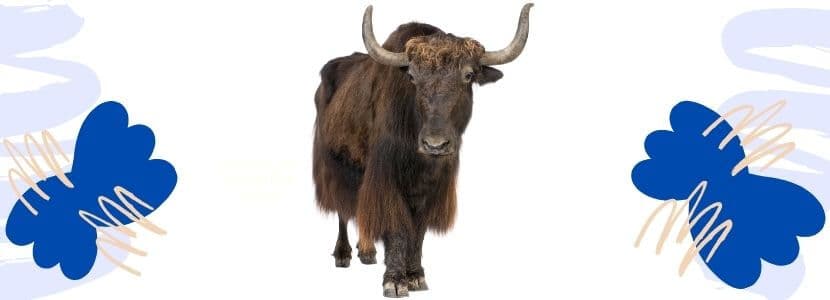 Las resistencias a los antibióticos llegan al Tibet